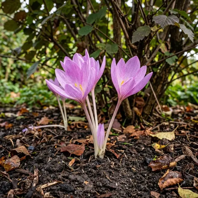 Autumn Crocus (Colchicum)