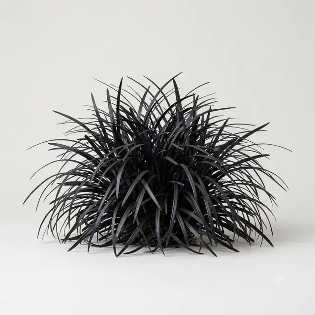 Black Mondo Grass
