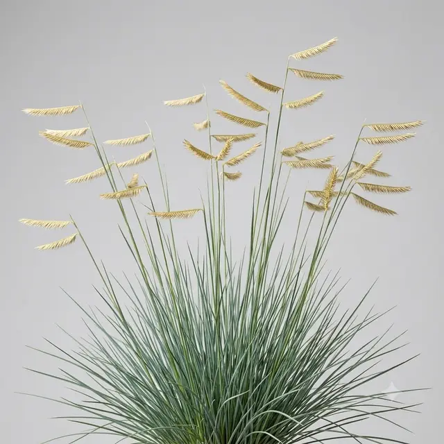 Blue Grama Grass