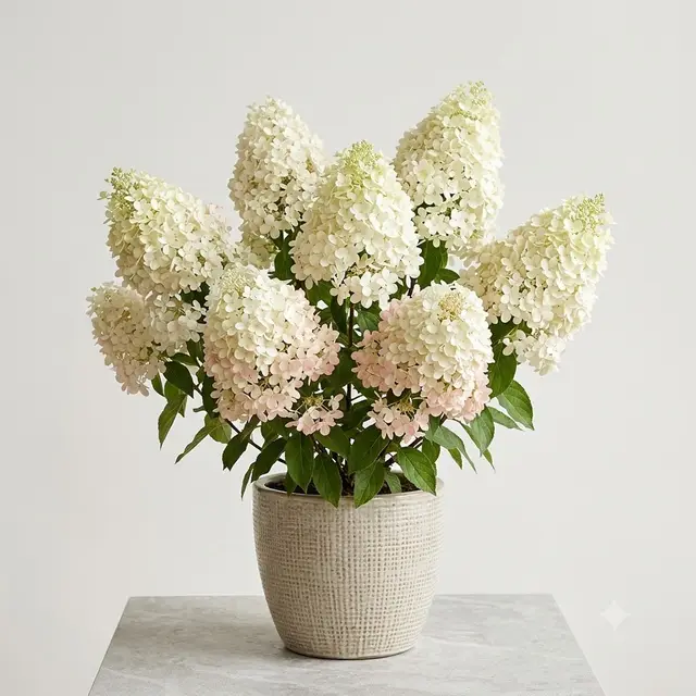 Bobo Hydrangea
