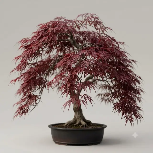 Crimson Queen Japanese Maple