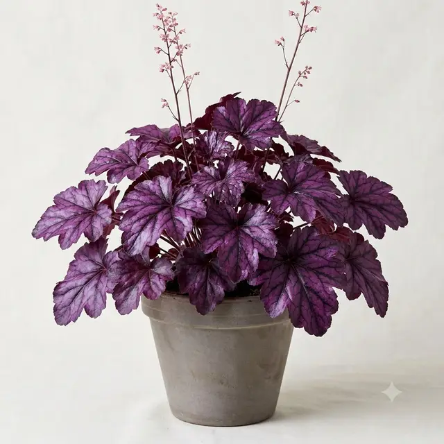 Forever Purple Heuchera