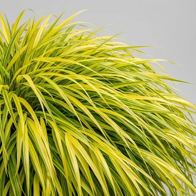 Japanese Forest Grass