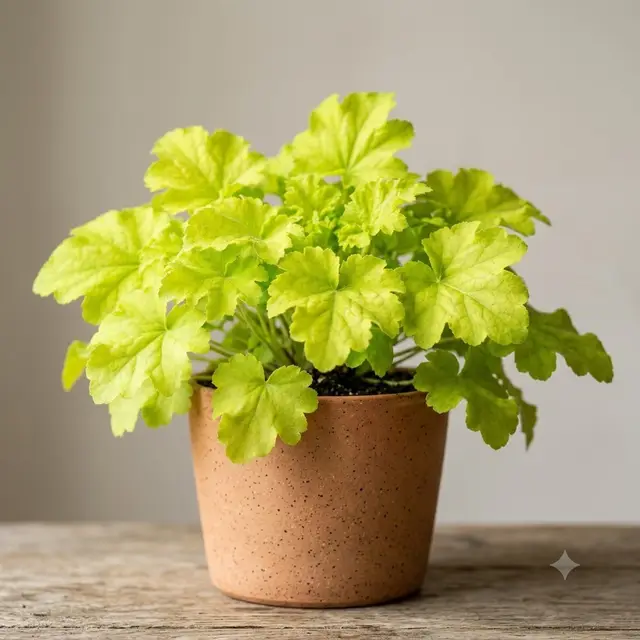 Lime Marmalade Heuchera
