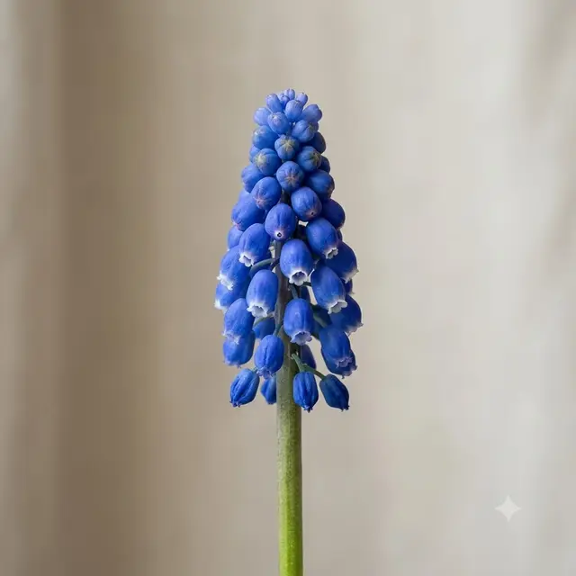 Muscari (Grape Hyacinth)