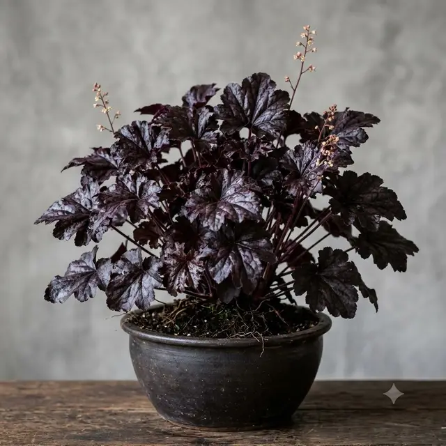 Obsidian Heuchera