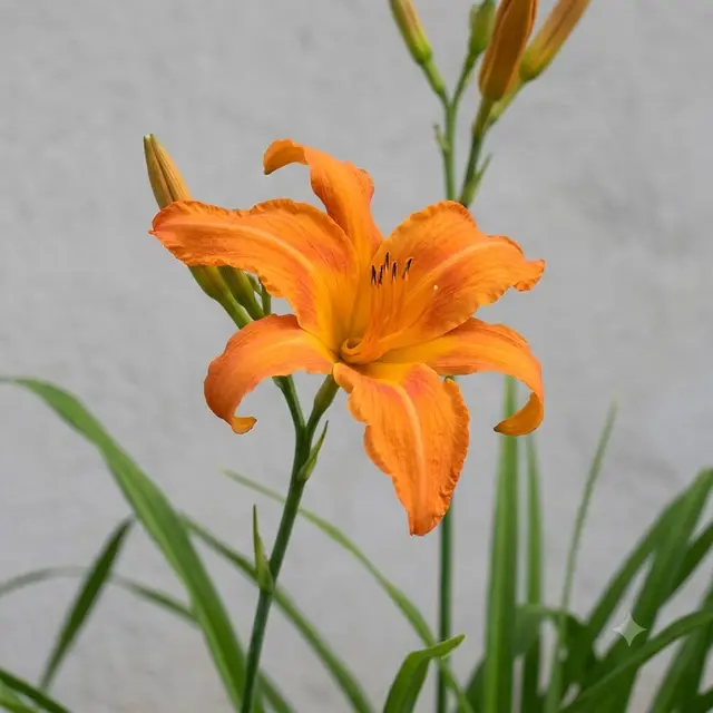 Primal Scream Daylily