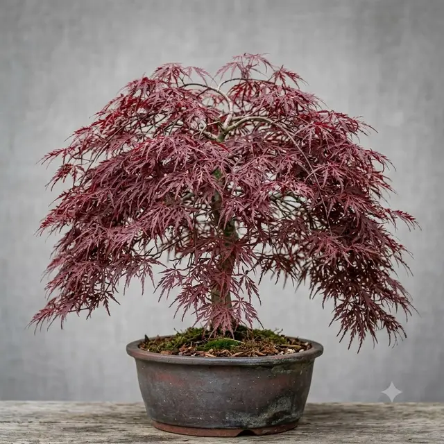 Tamukeyama Japanese Maple