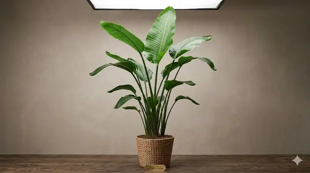 Bird of Paradise (Strelitzia)