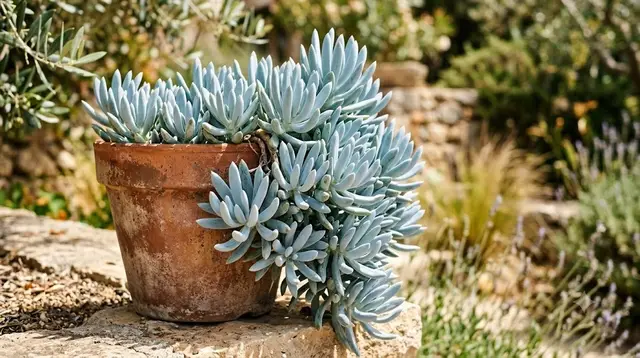 Blue Chalksticks (Curio repens)