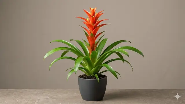 Bromeliad (Guzmania, Aechmea, Neoregelia & more)