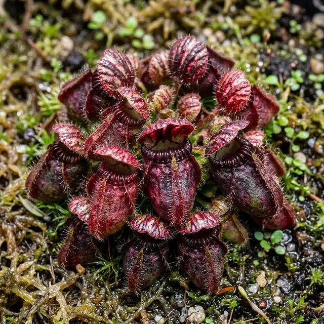 Cephalotus (Albany Pitcher Plant)