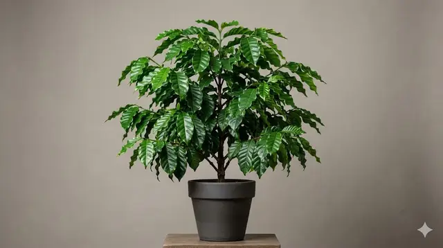 Coffee Plant (Coffea arabica)