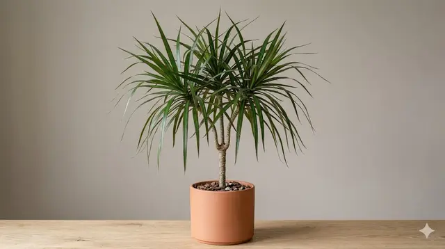 Dracaena (Dracaena marginata, fragrans & more)