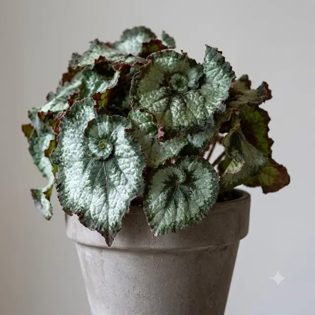 Escargot Begonia