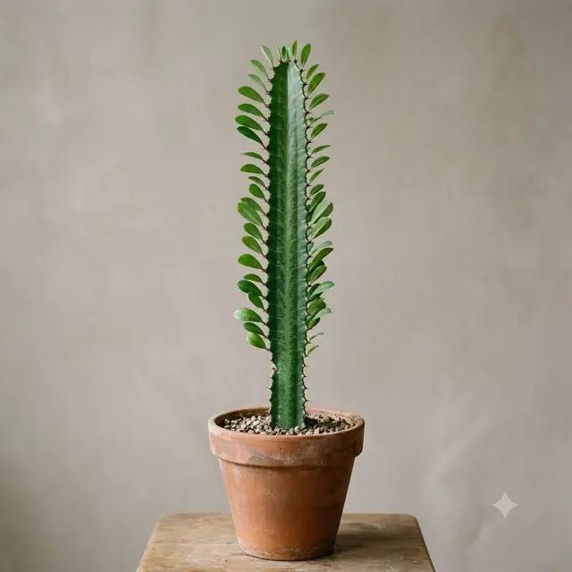 Euphorbia Trigona (African Milk Tree)