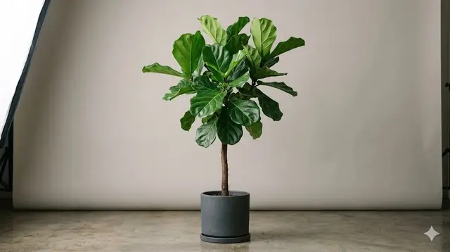 Fiddle Leaf Fig (Ficus lyrata)