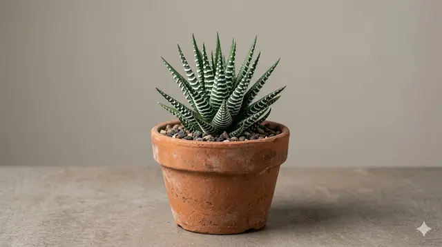 Haworthia (Zebra Plant & Window Plants)