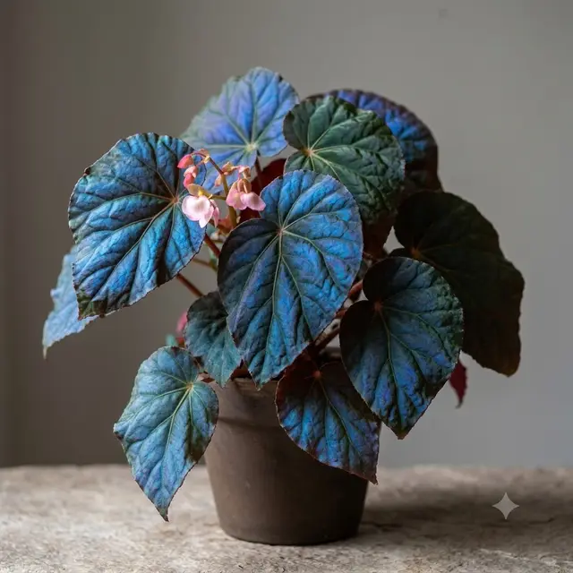 Peacock Begonia
