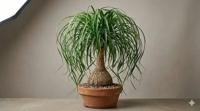 Ponytail Palm (Beaucarnea recurvata)