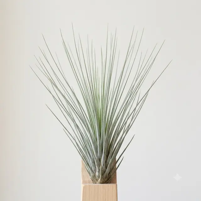 Tillandsia Juncea
