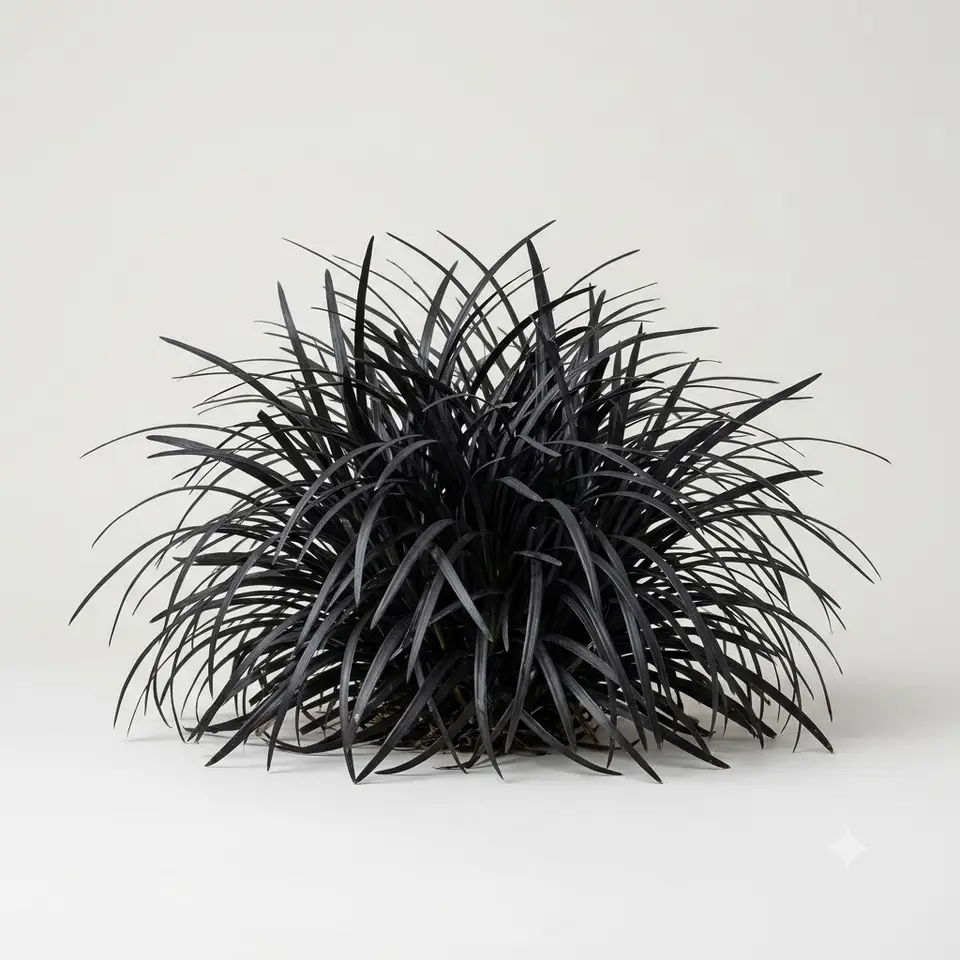 Black Mondo Grass