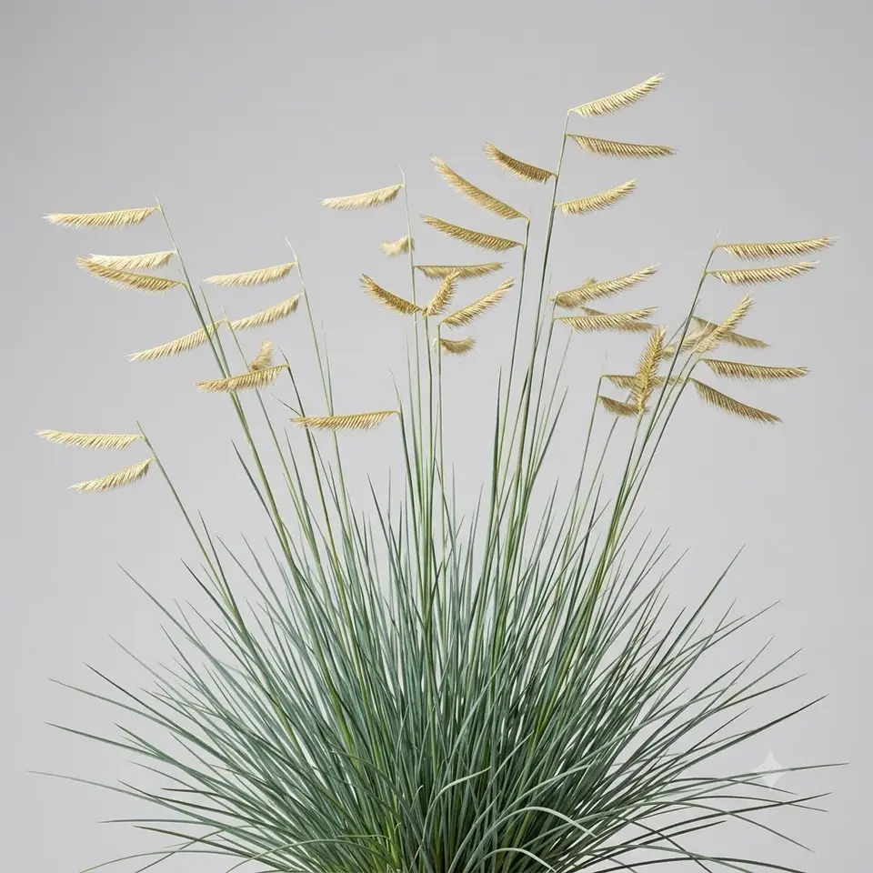 Blue Grama Grass