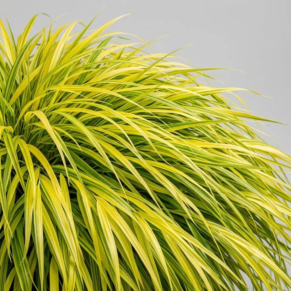 Japanese Forest Grass