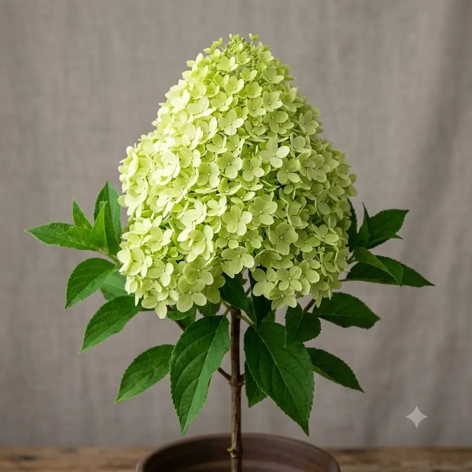 Limelight Hydrangea