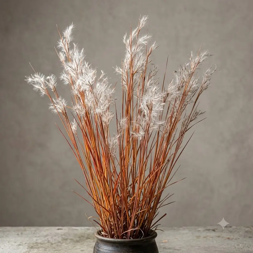 Little Bluestem