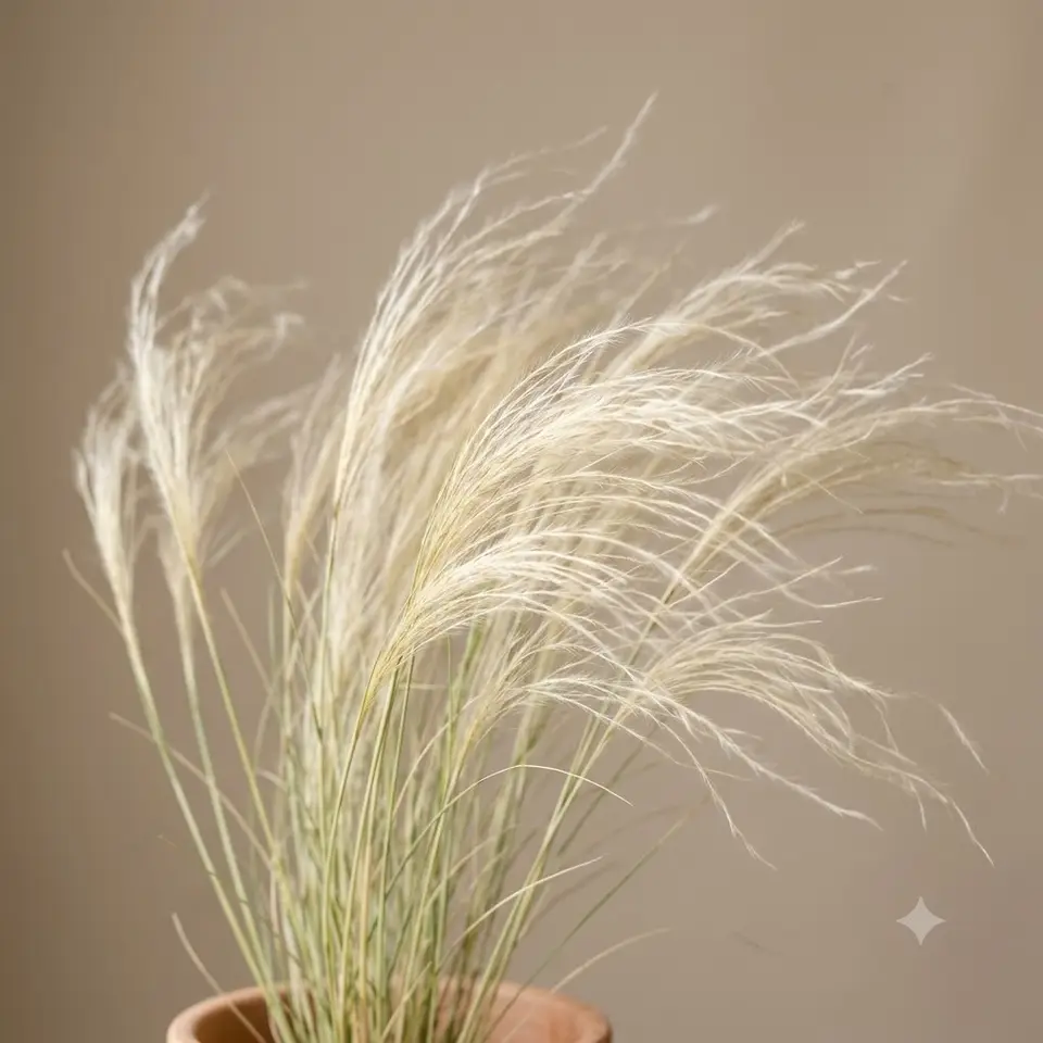 Mexican Feather Grass