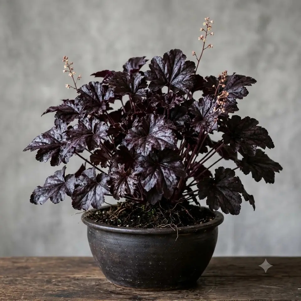 Obsidian Heuchera