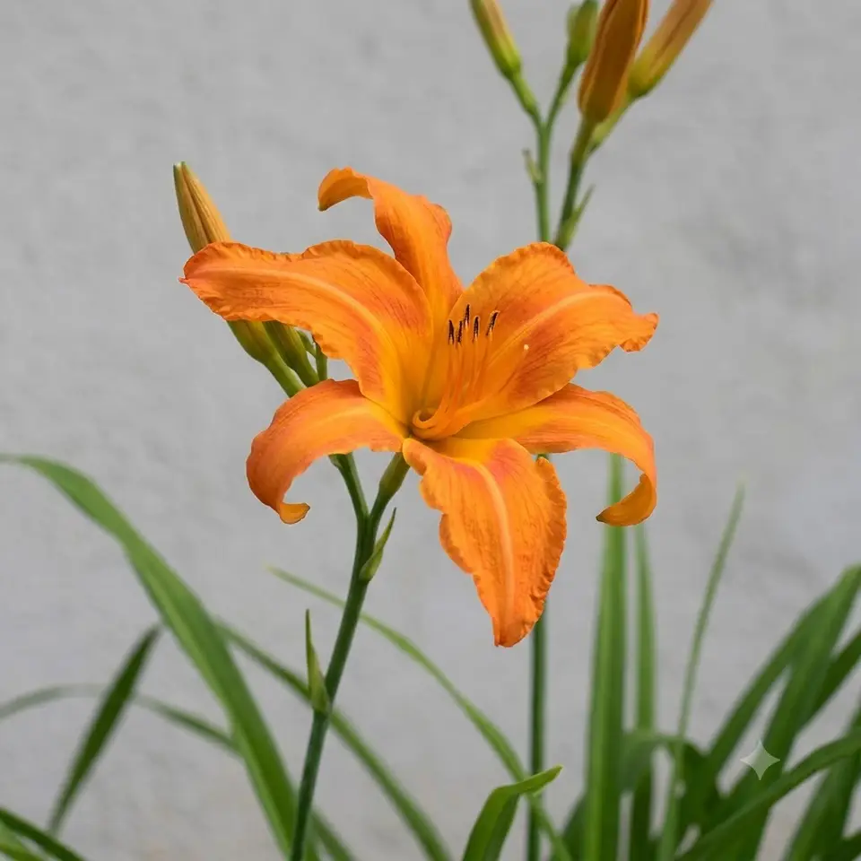 Primal Scream Daylily
