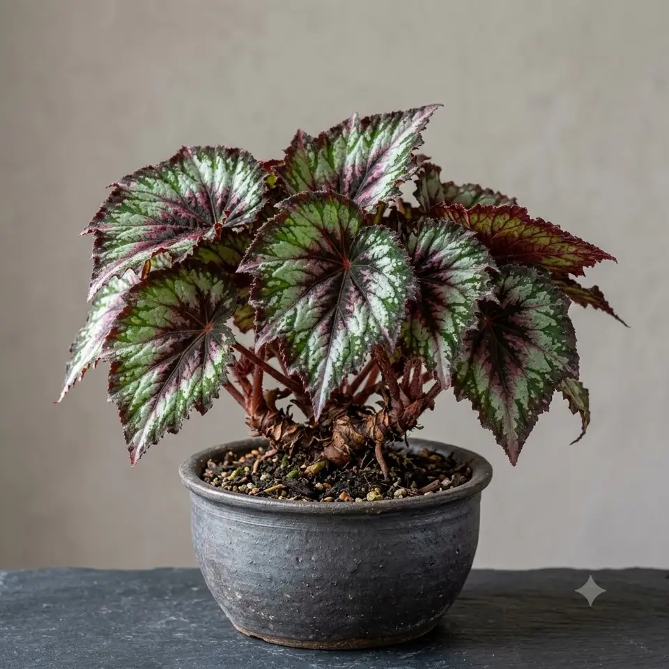Rhizomatous Begonia