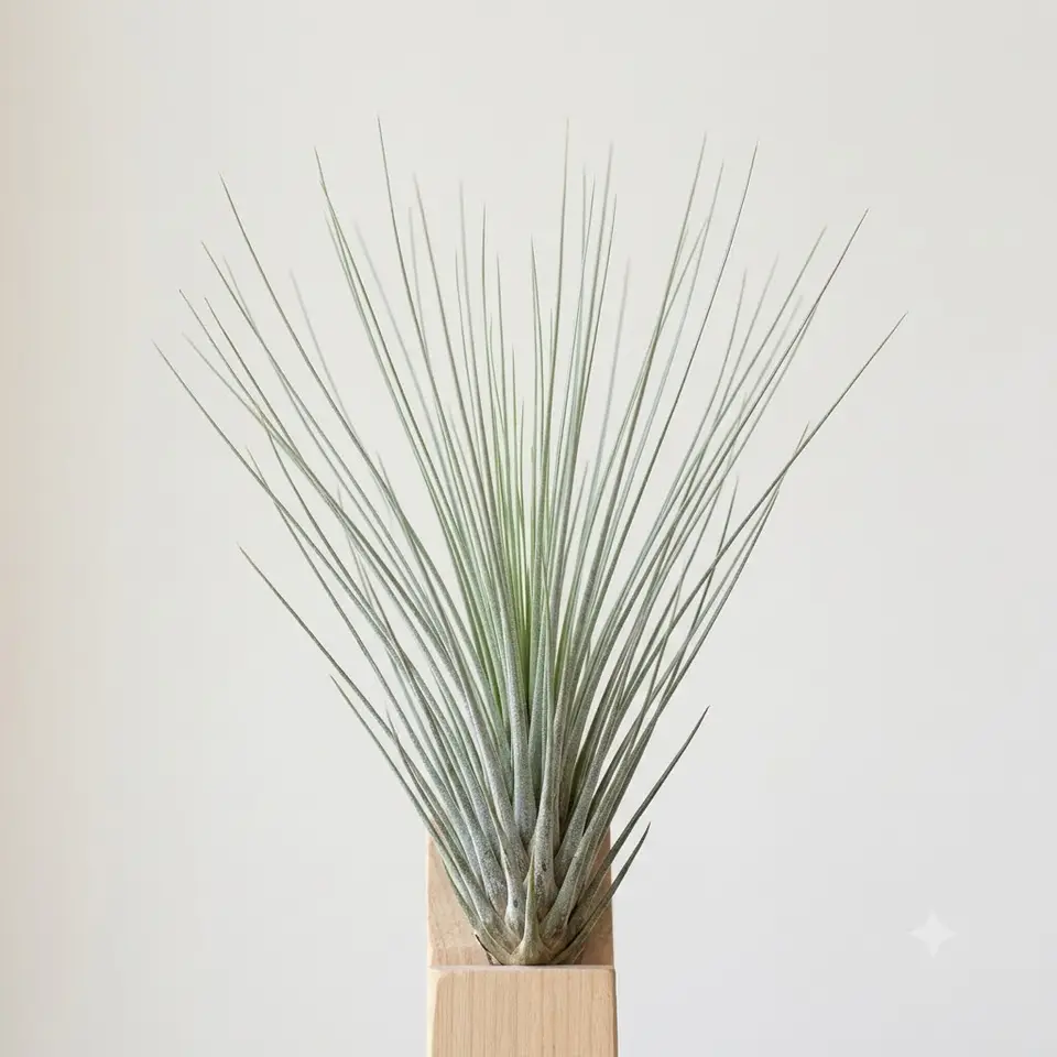 Tillandsia Juncea