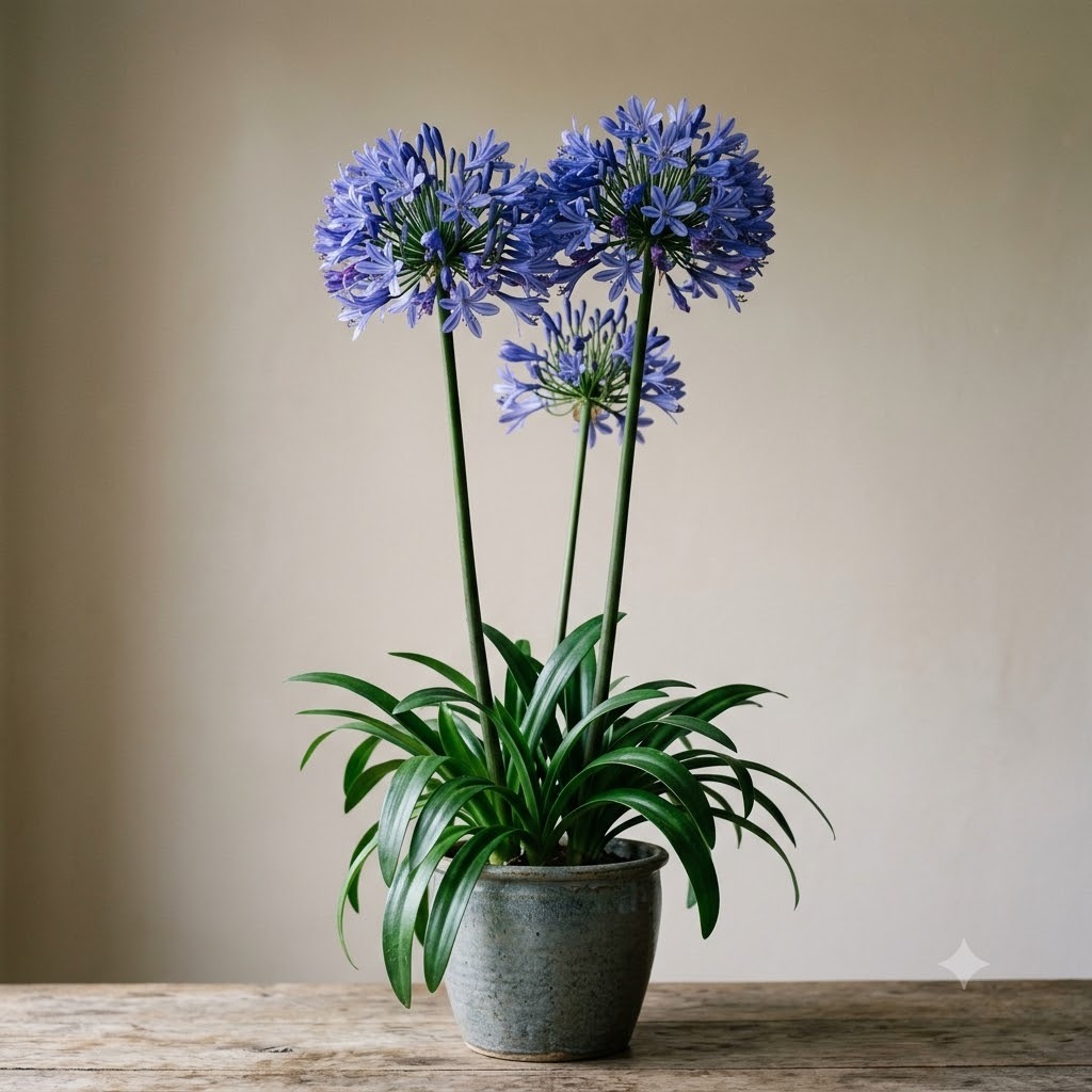Agapanthus (Lily of the Nile)