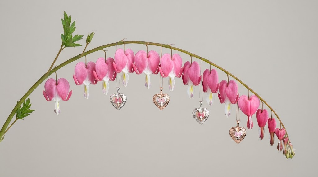 Bleeding Heart (Lamprocapnos spectabilis)