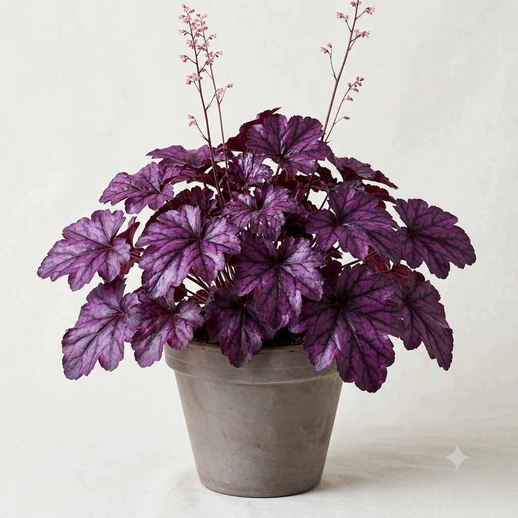 Forever Purple Heuchera