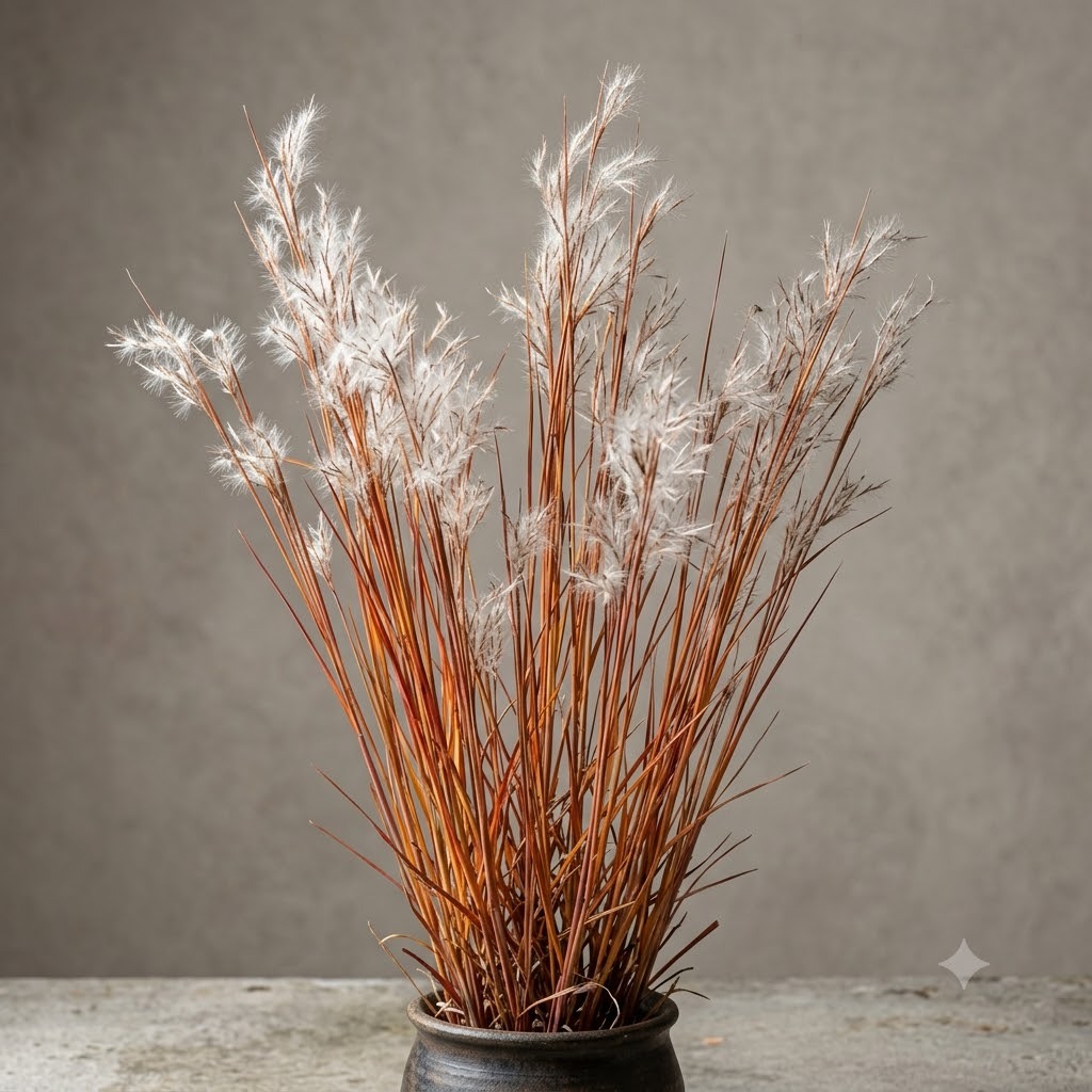 Little Bluestem