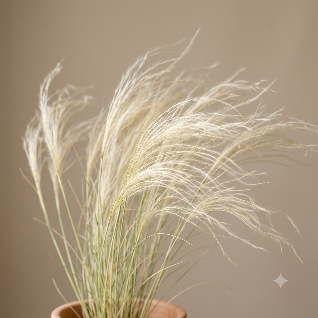 Mexican Feather Grass