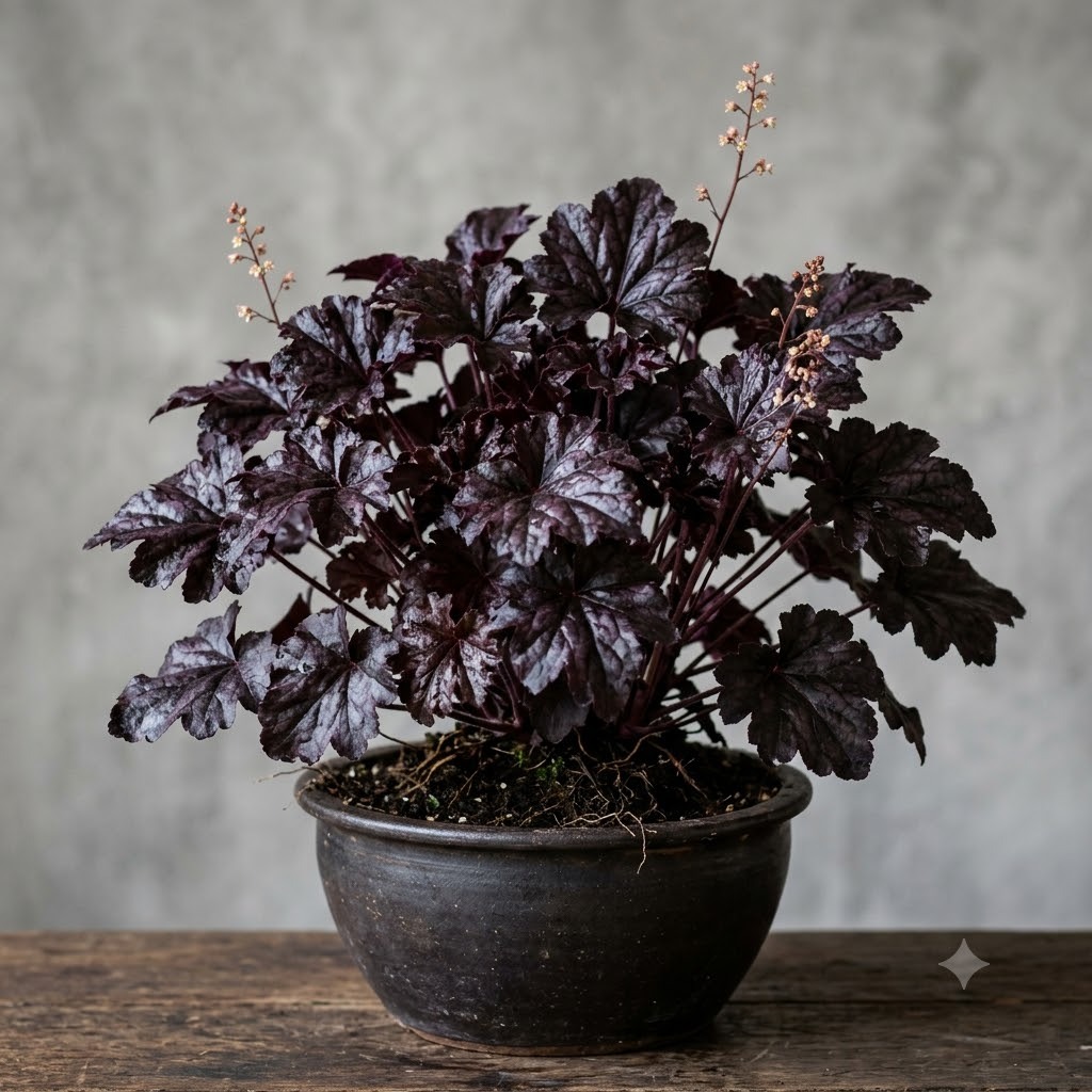 Obsidian Heuchera