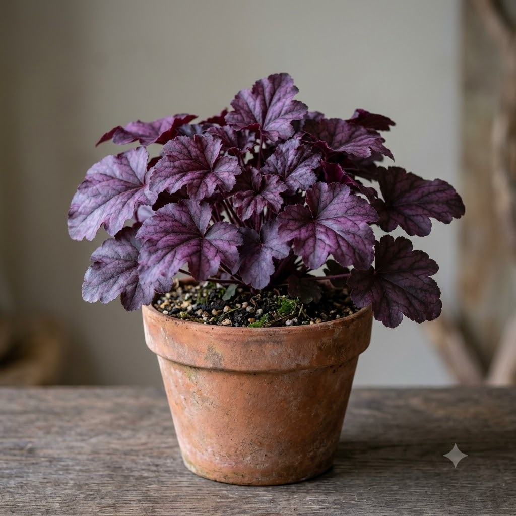 Palace Purple Heuchera