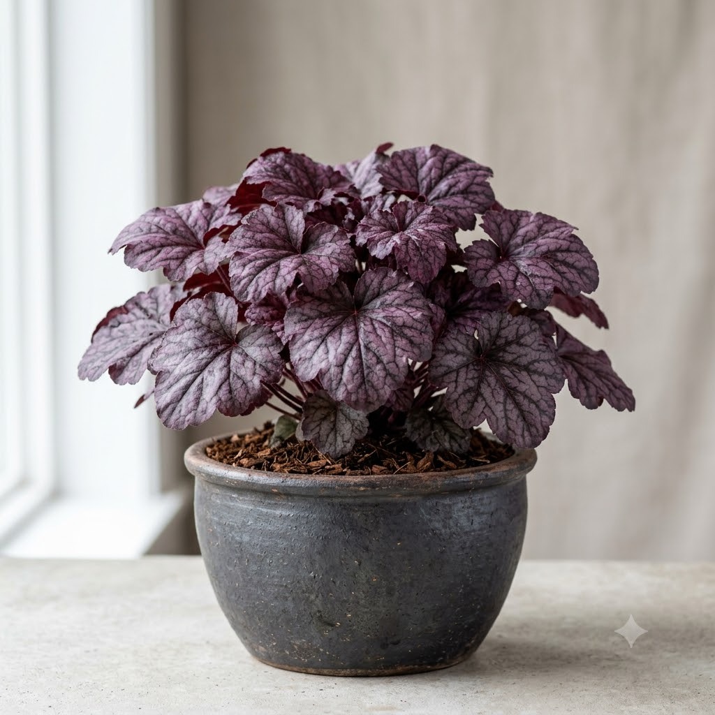 Plum Pudding Heuchera
