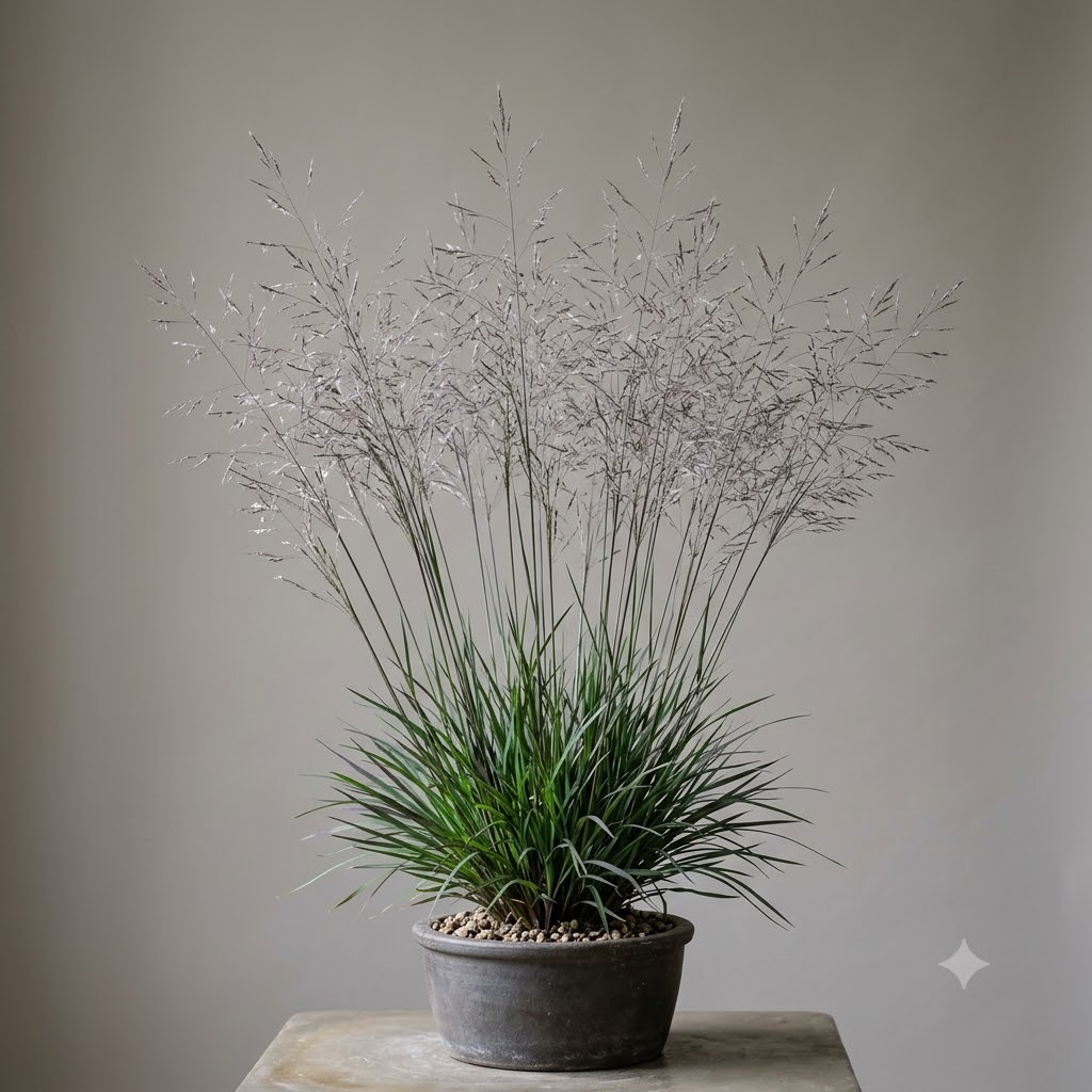 Purple Moor Grass