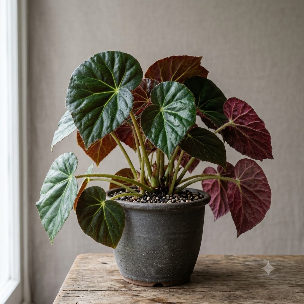 Beefsteak Begonia