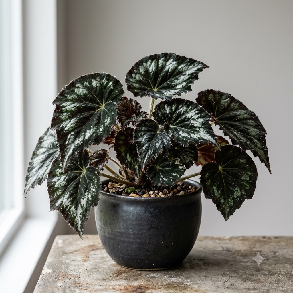 Eyelash Begonia