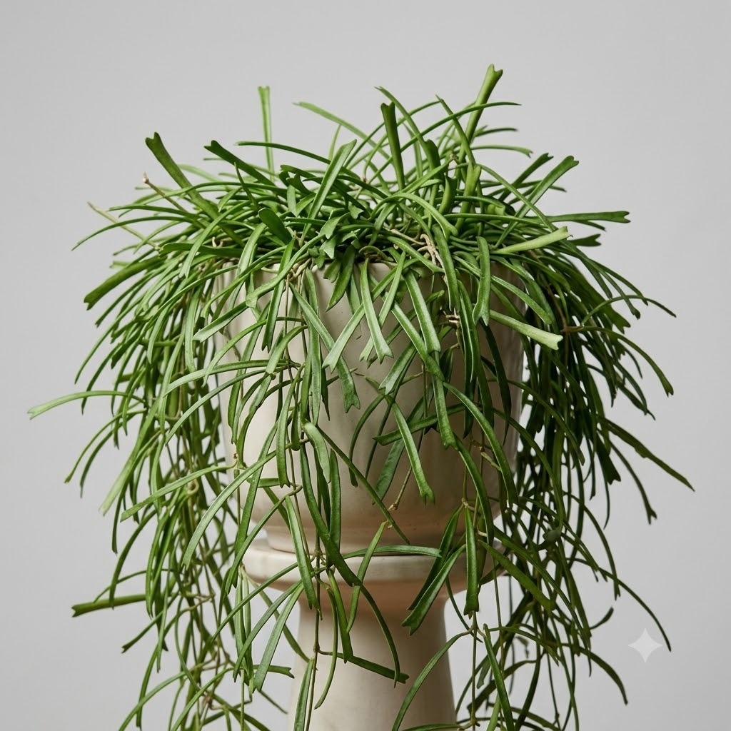 Hoya Retusa