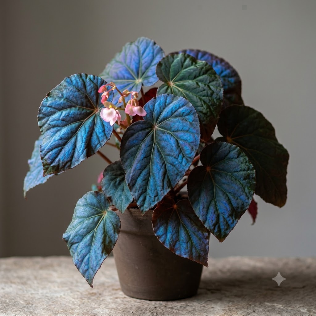 Peacock Begonia