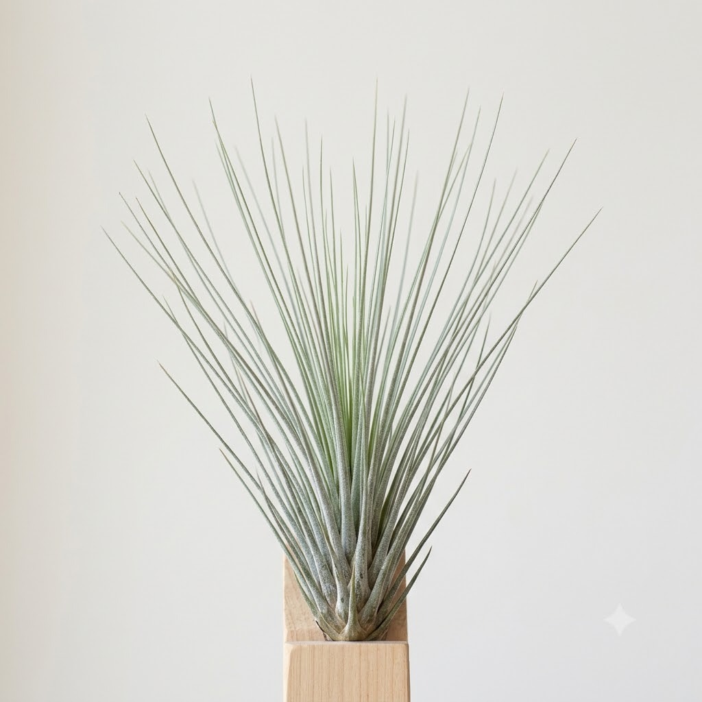 Tillandsia Juncea